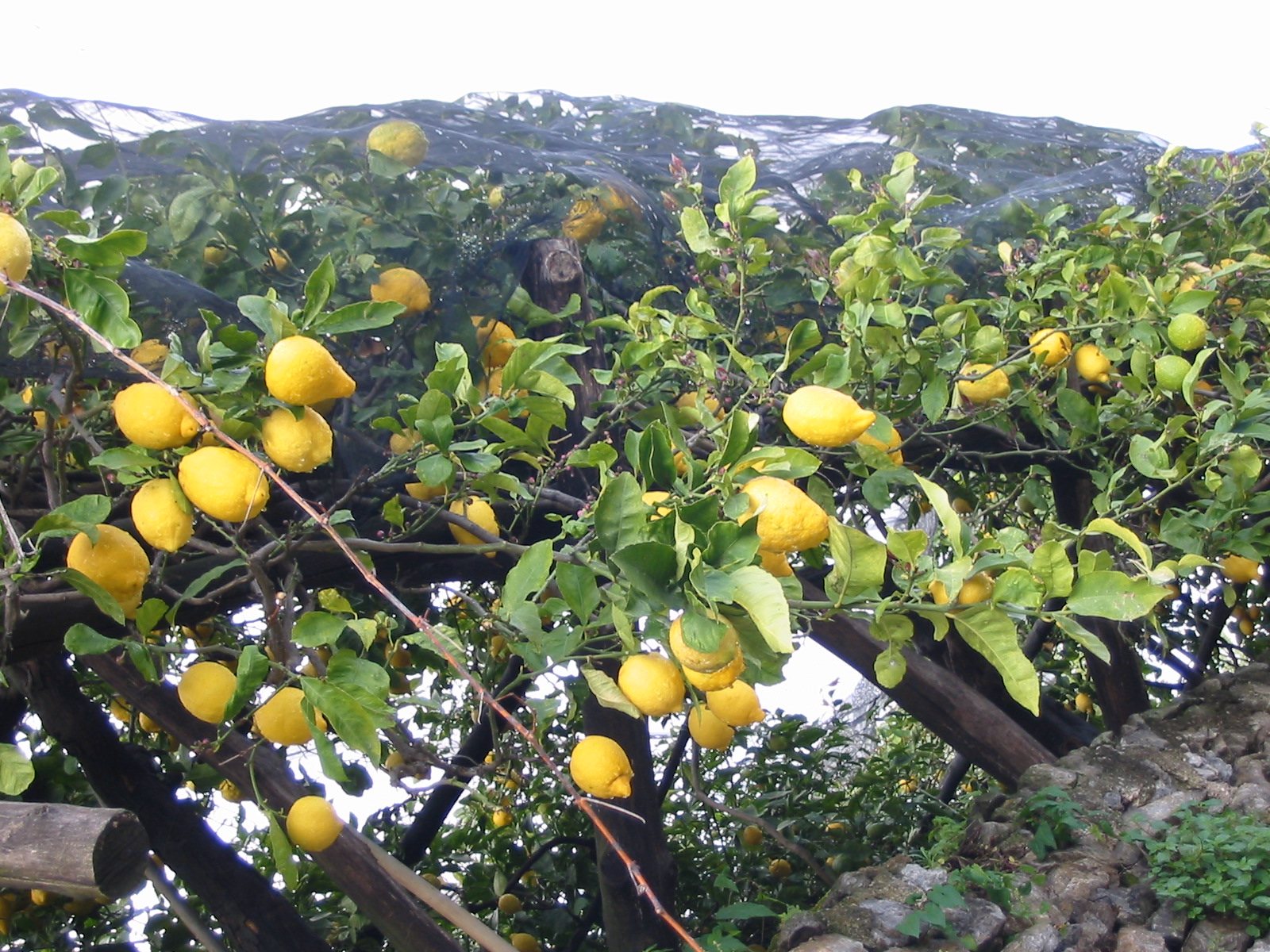 Limoni gialli maturi su un pergolato di pali di legno in Costiera Amalfitana